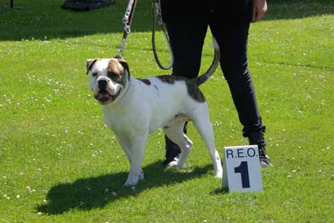 Zomershow 15 juni 2013 